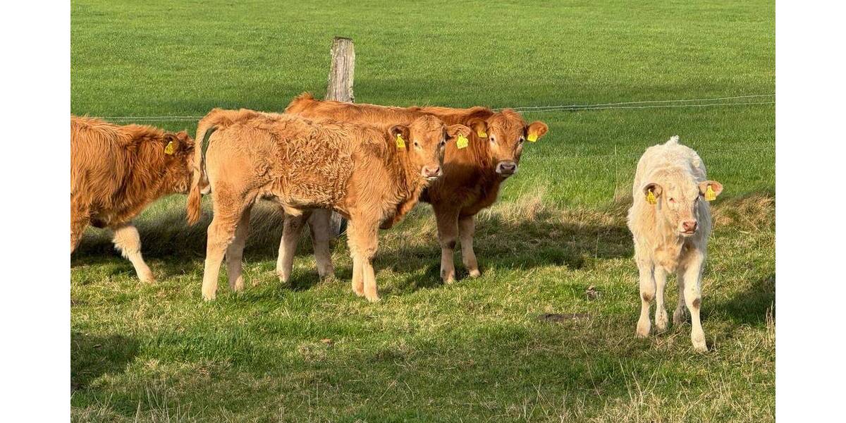 Einfamilienhaus Sundern-Meinkenbracht Meinkenbracht - 1 Zimmer, 344 m&sup2;, 360.000&euro; | Angebot:25744699