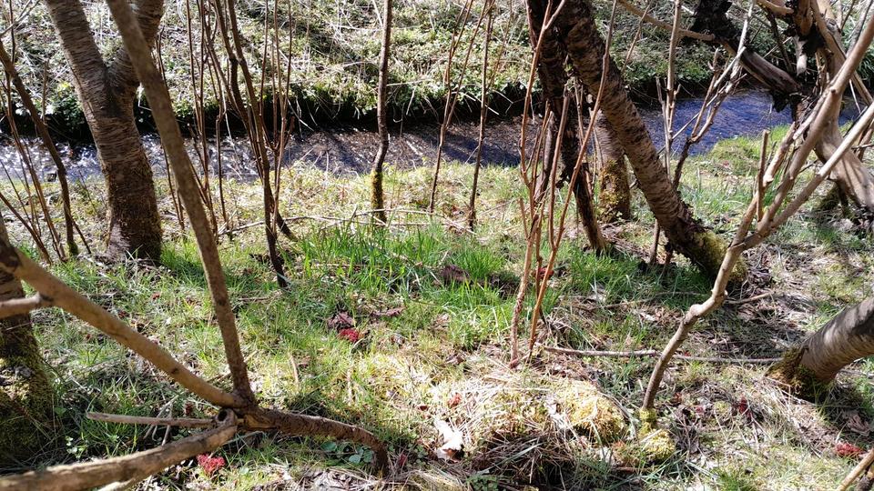 Erdgeschoßwohnung Kierspe - 1.5 Zimmer, 36 m&sup2;, 550&euro; | Angebot:25987343