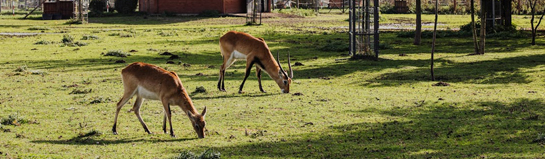 Wild- und Freizeitpark Willingen Sauerland