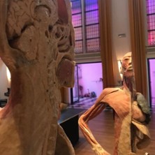 Körper Sonderausstellung 11.09.2026 Festsaal Lüdenscheid